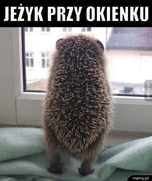 Jeżyk