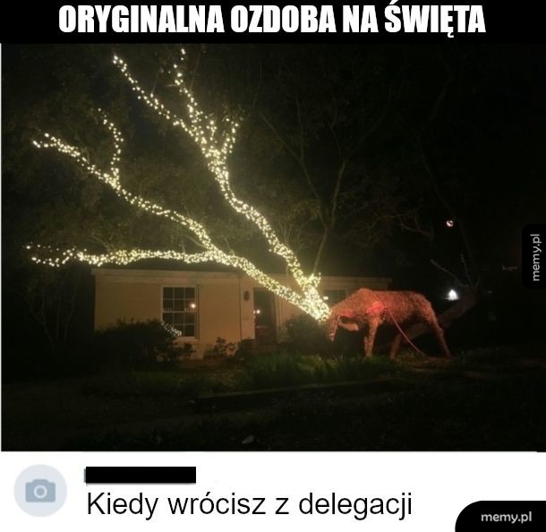 Rogacz