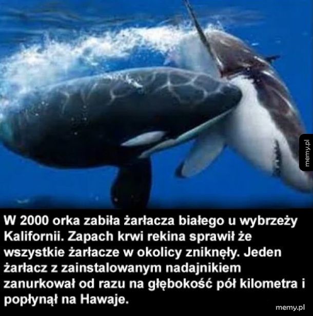 Taka historia