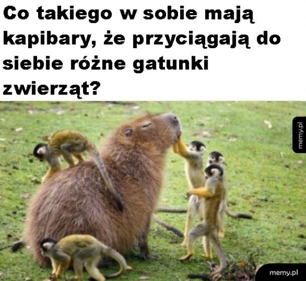Kapibary