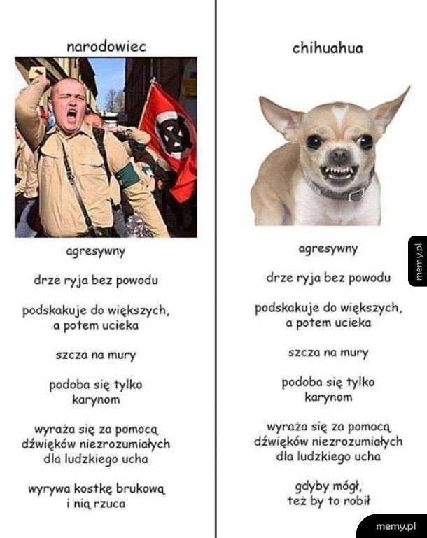 Chihuahua
