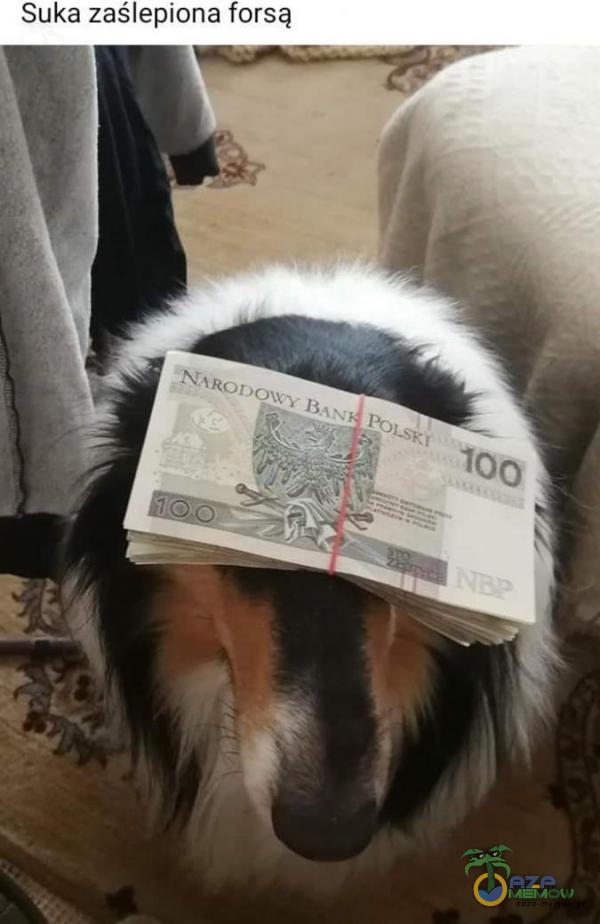 Suka zaślepiona forsą