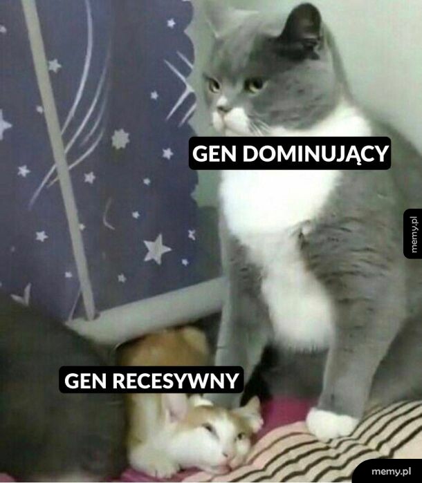 Tak to działa.