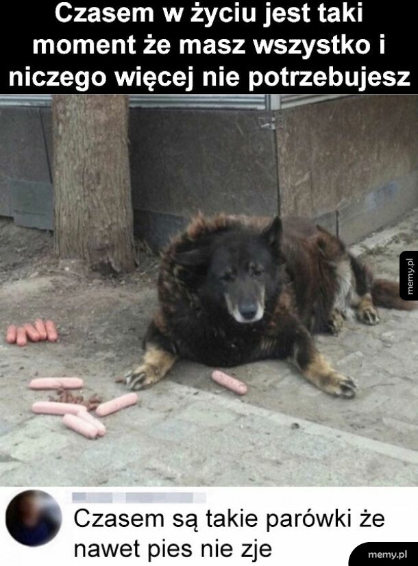 Pieseł ma wszystko