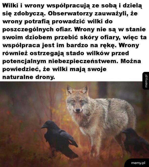 Współpraca wśród zwierząt