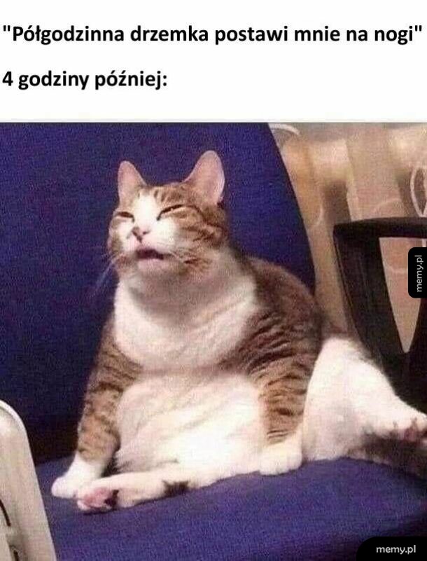 Półgodzinna drzemka