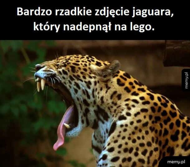 Biedny kot