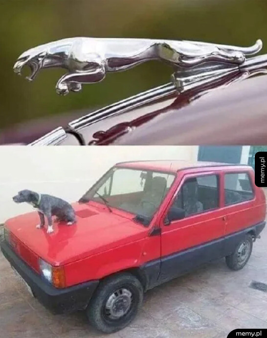Mój Jaguar be like: