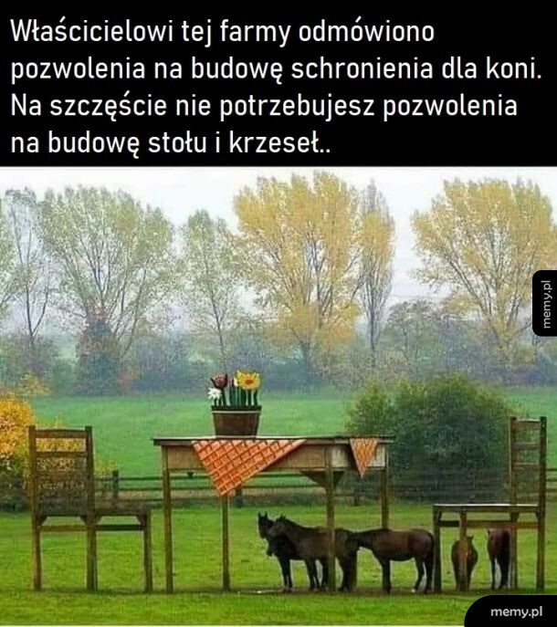 Stary cwaniak farmę miał, ija ija oo..