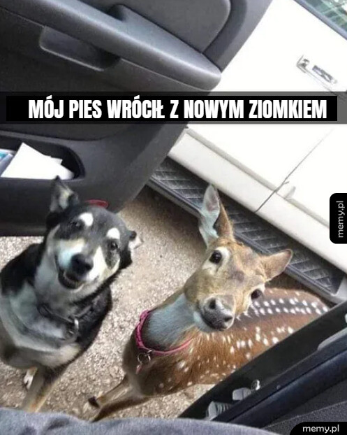 Nowy kumpel