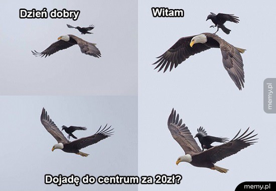 Witam