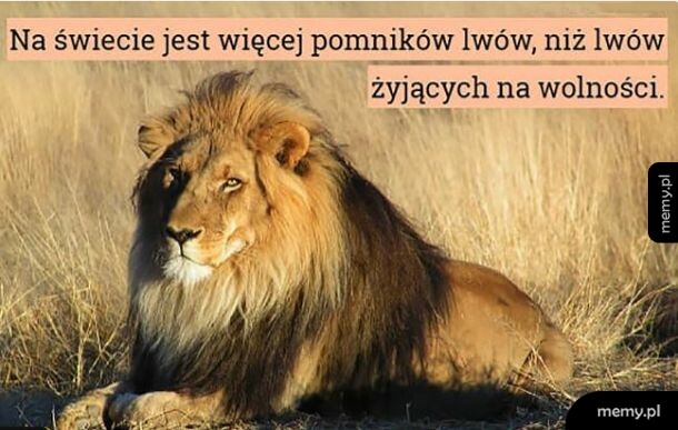 Leżący lew na sawannie z tekstem statystycznym w tle