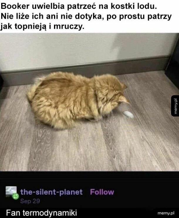 Rudy kot patrzy na kostkę lodu leżącą na podłodze.