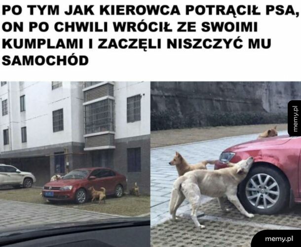 Psy niszczące czerwony samochód na parkingu
