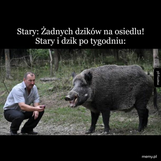 Mężczyzna kuca w lesie obok ogromnego dzika i coś mu podaje.