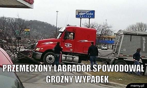 Przemęczony labrador
