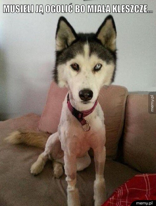 Husky