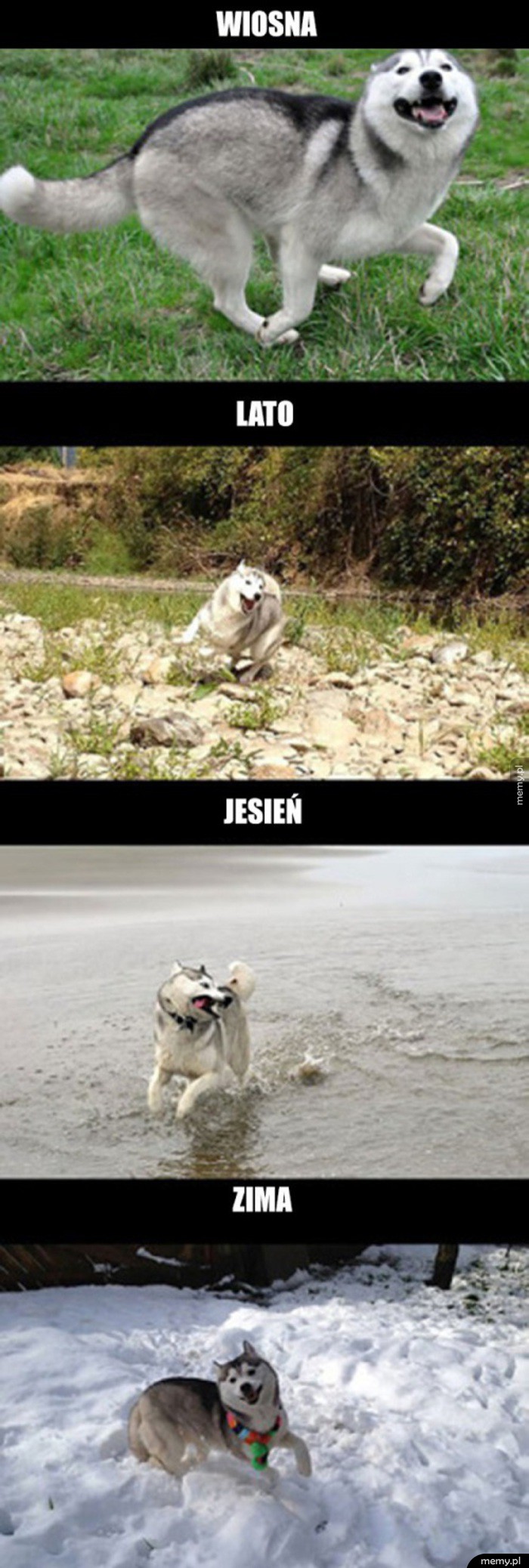 Husky jest zawsze szczęśliwy