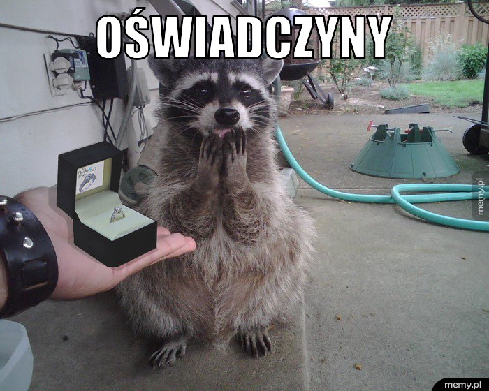 Oświadczyny.                  