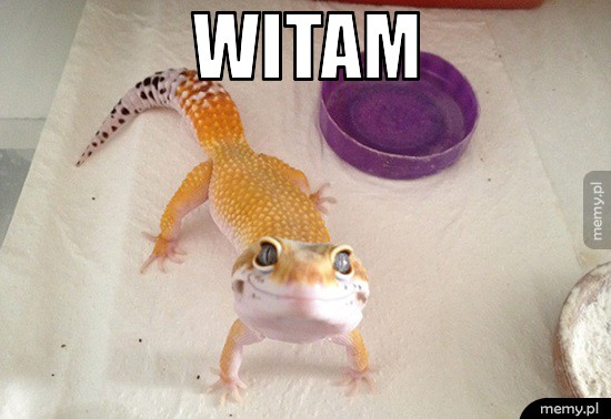 No witam