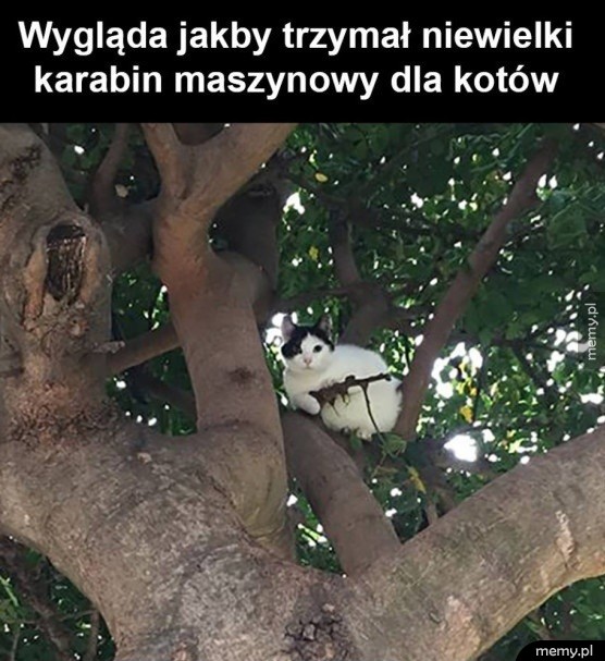 Kot komandos