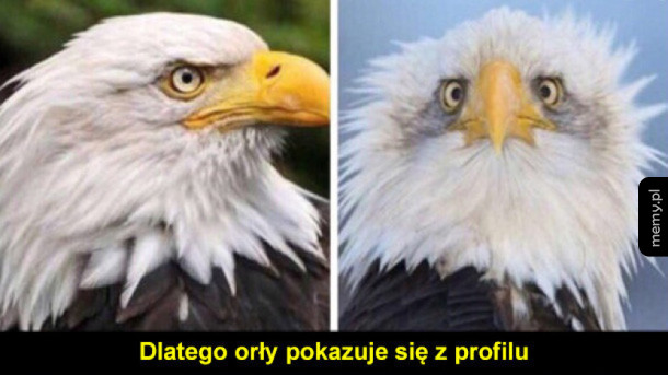 Orzeł