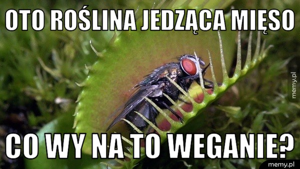 Oto roślina jedząca mięso