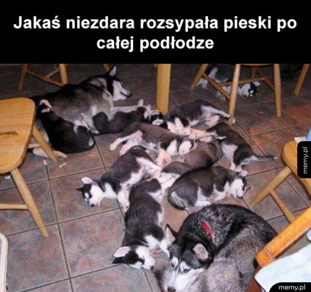 Pieski